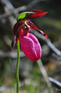 Photo of Pink Lady's-Slipper flower