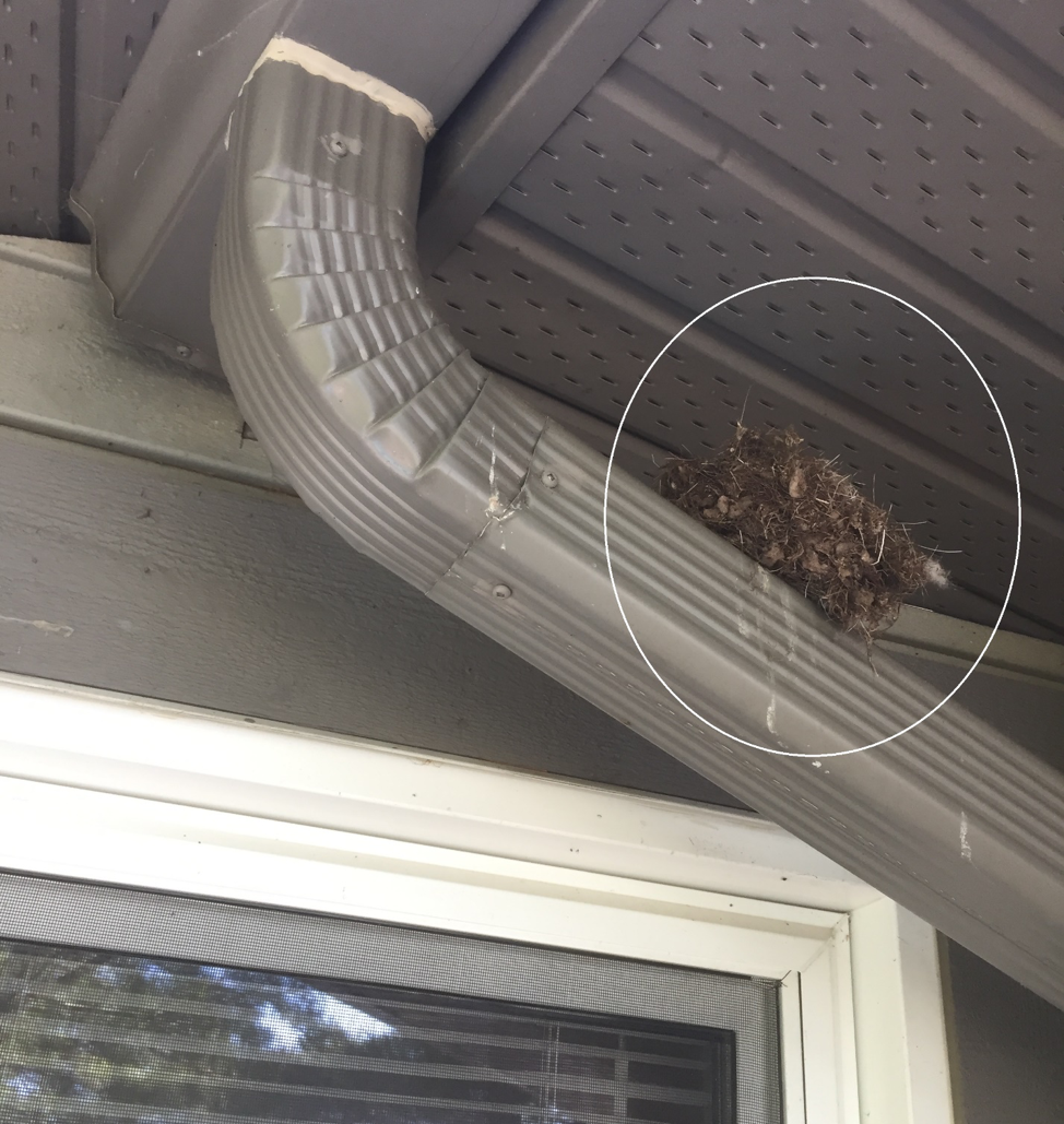 Picture of Sparrow nest under a roof overhang